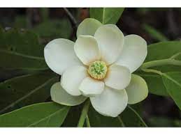 Magnolia pantano