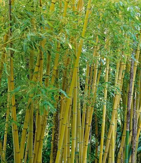 Bambú dorado