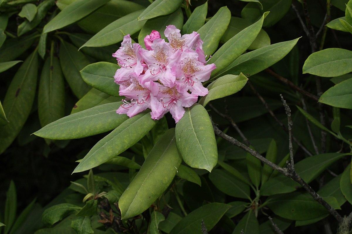Rododendro del Pacífico