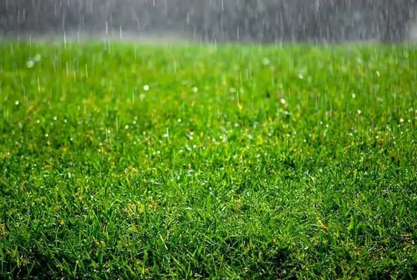 Los céspedes en regiones con fuertes lluvias tienden a necesitar cal con regularidad.